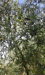 Azienda Olivicola Paolo Giraldi, Mastromarco orari di apertura
