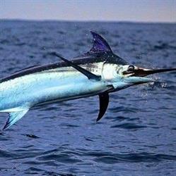 Elio Fish S.r.l., Castel Ritaldi orari di apertura