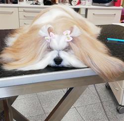 Myfido Salone Toelettatura, Remanzacco orari di apertura