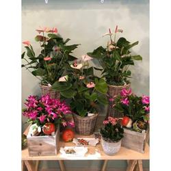 I Fiori di Emi e Fede, Bresso orari di apertura