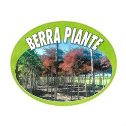 Berra Piante, orari di apertura