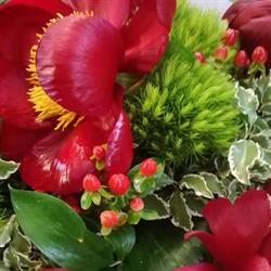 I Fiori di Irene e Lorenzo, Bassano del Grappa orari di apertura