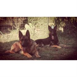 Dog School – Educazione Cinofila - Pensione per Cani, Montelupo Fiorentino orari di apertura