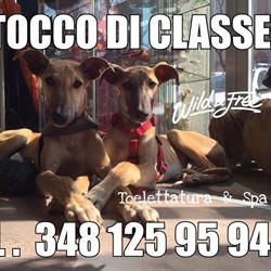 Il Tocco di Classe, Cremona orari di apertura