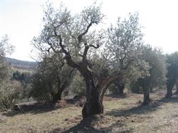 Agriturismo Antica Olivaia, Orvieto orari di apertura