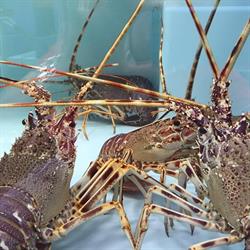 Il Cavalluccio Marino - Hippocampus di Cavallo Annabella sas, Crotone orari di apertura