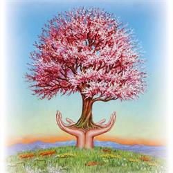 Albero della Vita by Erboristeria Natura e Salute, Ca' Savio orari di apertura
