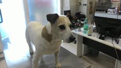 Studio Veterinario Tivoli, orari di apertura