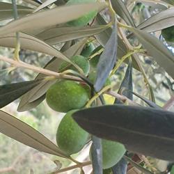 DAMIANO S.S. AGRICOLA, Chiusavecchia orari di apertura