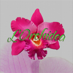 L'Orchidea, Vallone orari di apertura