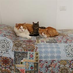 Centro Veterinario Riva del Garda, orari di apertura