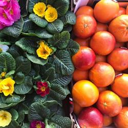 Societa' Agricola Frutta E Fiori, Arezzo orari di apertura