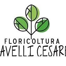 Ravelli Cesare Azienda Agricola Florovivaistica, Settimo Milanese orari di apertura