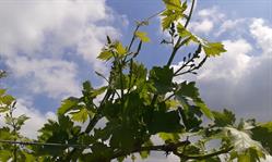Azienda Agricola "il Seregno" di Lonardi Maurizio, Sona orari di apertura