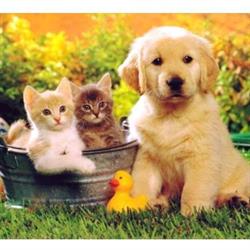 MBA Pet Food, Bientina orari di apertura