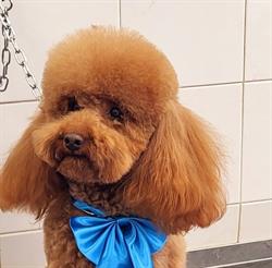 Fashion Bau - Toeletta Per Cani, Roma orari di apertura