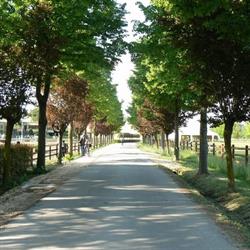 Centro Equestre Veneto, Mogliano Veneto orari di apertura