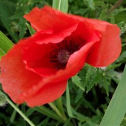 Il Papavero Rosso, Cuneo orari di apertura