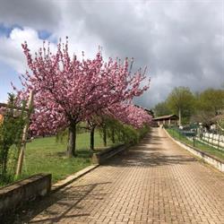 Casa dei Ciliegi, Castell'Alfero orari di apertura