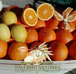 Azienda Agricola Palermo Antonio, Ribera orari di apertura