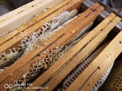 Apicoltura l'Ape Gaia, Sale Marasino orari di apertura