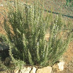 Poggio Picchio, Bibbona orari di apertura