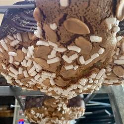 Panetteria Da Patrizia, Amelia orari di apertura