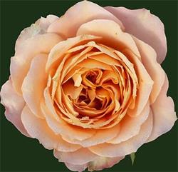 Beauty Rose Azienda Agricola, Camporosso Mare orari di apertura