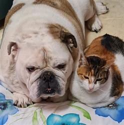 Clinica veterinaria San Giorgio, San Giorgio a Cremano orari di apertura