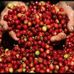 Caffè Espero S.r.l. a Capitale Ridotto, Vazzola orari di apertura