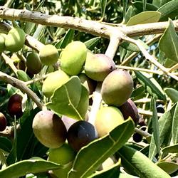 azienda agricola Parco dei Buoi, Larino orari di apertura