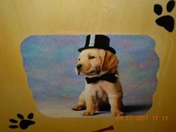 Mister Dog, Alessandria orari di apertura