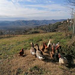 Agriturismo da Mecenero, Roncà orari di apertura