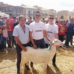 Caseificio Cangemi vastedda valle del Belice, Partanna orari di apertura