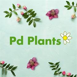 PD Plants S.r.l., Borgoricco orari di apertura