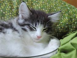 Once Upon A Paw's Gatti delle Foreste Norvegesi Napoli, orari di apertura
