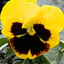 Ortoflor, Treia orari di apertura