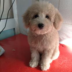 Regno del Cane, Foggia orari di apertura