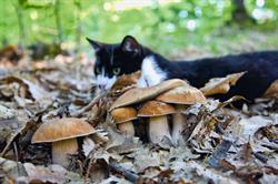 FUNGHI E FATE, Albareto orari di apertura
