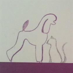 Toelettatura Amico Cane, Cles orari di apertura