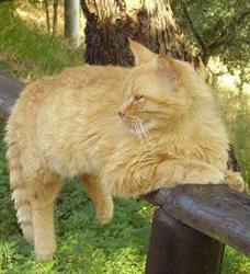 Pensione Cani e Gatti Morinorum, Castrocaro Terme e Terra del Sole orari di apertura