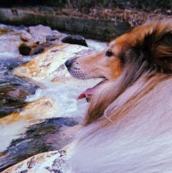 Allevamento Perla di Fiume - Rough Collies, Empoli orari di apertura