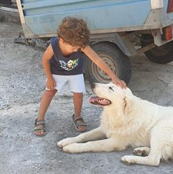 Associazione Amici Degli Animali, Casteldaccia orari di apertura