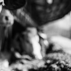 Latteria Agricola di Tisoi - spaccio Baldenich, Belluno orari di apertura