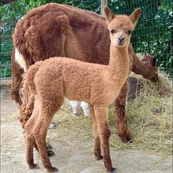 Terra degli Alpaca, Fermignano orari di apertura