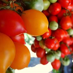 Azienda Agricola Zambella Antonio E Figli, Castel Campagnano orari di apertura