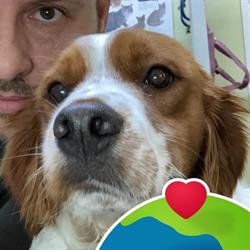 cave canem, Cervignano del Friuli orari di apertura