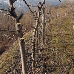 B&B Azienda Agricola Cantoni, San Colombano orari di apertura