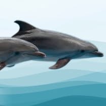 BAR Dolphins Pettenasco, orari di apertura
