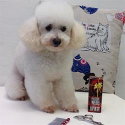 Peluche Toelettatura, Traona orari di apertura